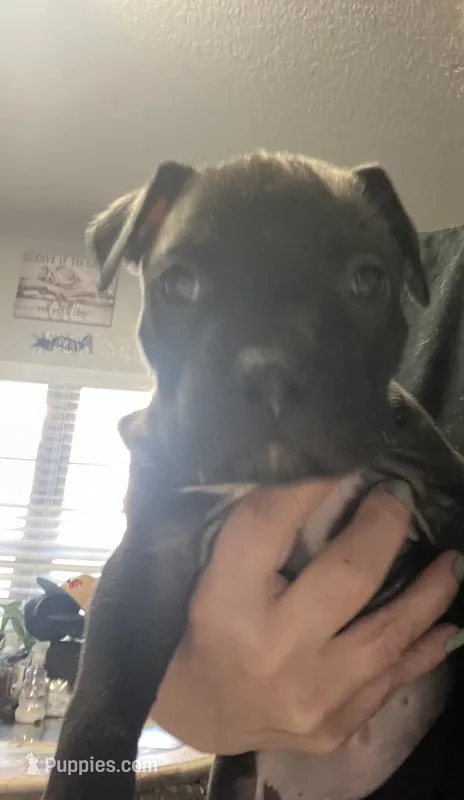 American Pitbull Terrier  – American Pit Bull Terrier puppy for sale in Arlington, TX