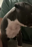 American pitbull terrier , a female American Pit Bull Terrier for sale in Arlington, TX – 2 of 7
