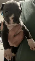 American pitbull terrier , a female American Pit Bull Terrier for sale in Arlington, TX – 1 of 7