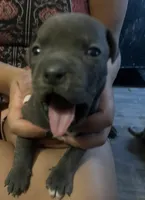 American pitbull puppy, a female American Pit Bull Terrier for sale in Arlington, TX – 5 of 6