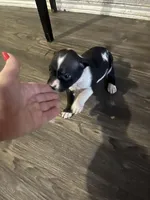 Pitbull puppy, a male American Pit Bull Terrier for sale in Arlington, TX – Photo 3 of 10