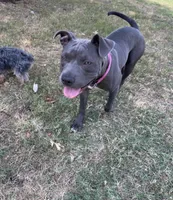 Pitbull puppy, a male American Pit Bull Terrier for sale in Arlington, TX – Photo 7 of 10