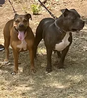 American pitbull puppy, a female American Pit Bull Terrier for sale in Arlington, TX – 5 of 5