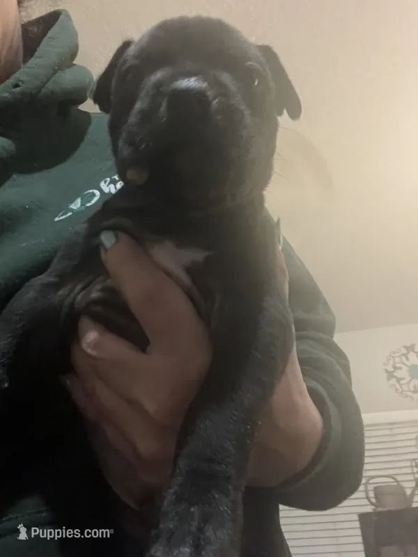 American Pitbull Terrier  – American Pit Bull Terrier puppy for sale in Arlington, TX