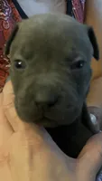 American Pitbull Terrier , a male American Pit Bull Terrier for sale in Arlington, TX – 7 of 10