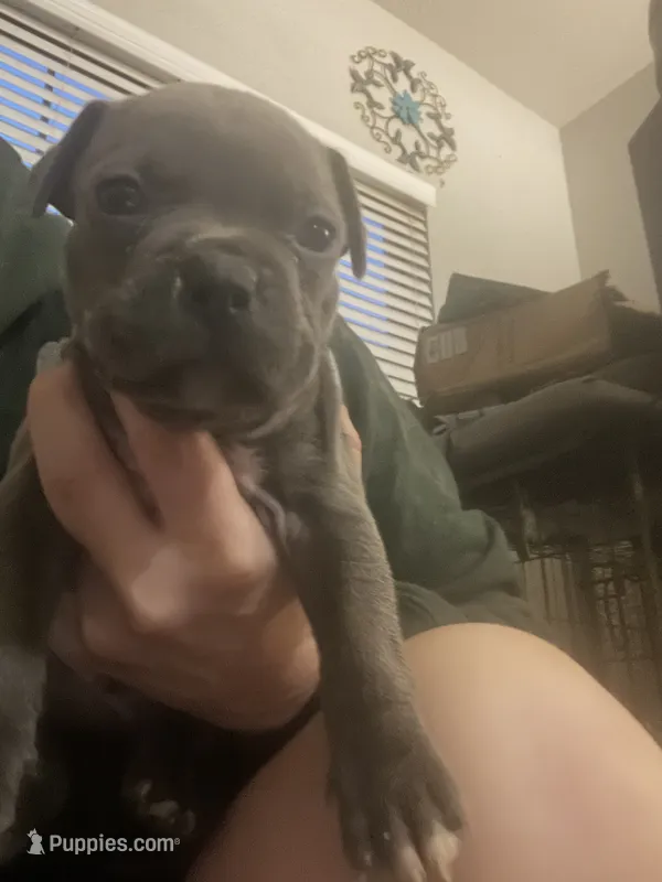 American Pitbull Terrier  – American Pit Bull Terrier puppy for sale in Arlington, TX