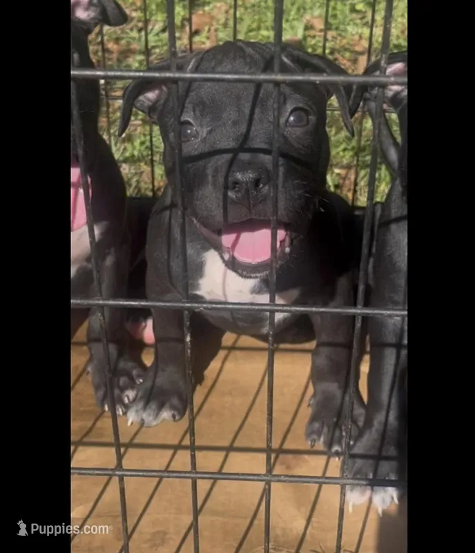 Pit bull Terrier – American Staffordshire Terrier, American Pit Bull Terrier puppy for sale in Arlington, TX