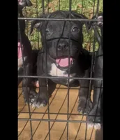 Pit bull Terrier, a male American Staffordshire Terrier and American Pit Bull Terrier for sale in Arlington, TX – Photo 1 of 10