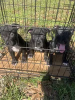 Pit bull Terrier, a male American Staffordshire Terrier and American Pit Bull Terrier for sale in Arlington, TX – Photo 7 of 10