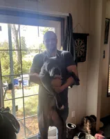 Pit bull Terrier, a male American Staffordshire Terrier and American Pit Bull Terrier for sale in Arlington, TX – Photo 2 of 10