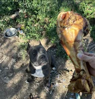 Pit bull Terrier, a male American Staffordshire Terrier and American Pit Bull Terrier for sale in Arlington, TX – Photo 3 of 10