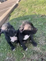 Pit bull Terrier, a male American Staffordshire Terrier and American Pit Bull Terrier for sale in Arlington, TX – Photo 5 of 10