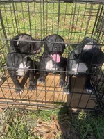 Pit bull Terrier, a male American Staffordshire Terrier and American Pit Bull Terrier for sale in Arlington, TX – Photo 6 of 10