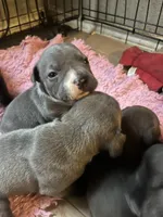 American Pitbull terrier , a female American Pit Bull Terrier for sale in Arlington, TX – 2 of 10