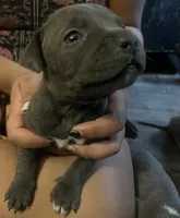 American pitbull puppy, a female American Pit Bull Terrier for sale in Arlington, TX – 4 of 6