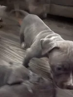 American pitbull puppy, a female American Pit Bull Terrier for sale in Arlington, TX – 4 of 5