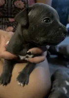 American Pitbull Terrier , a male American Pit Bull Terrier for sale in Arlington, TX – 2 of 8