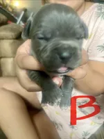 American Pitbull Terrier , a male American Pit Bull Terrier for sale in Arlington, TX – 4 of 10