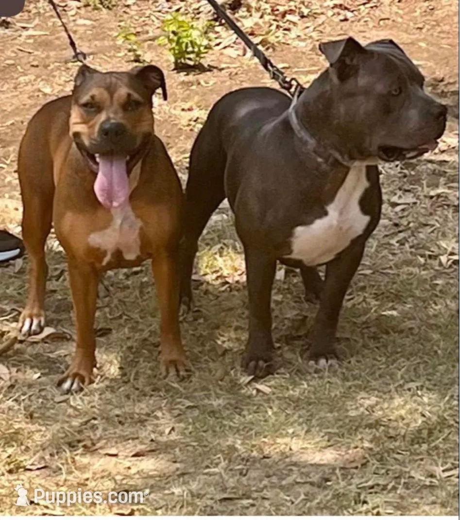 Pitbull puppies, a male Staffordshire Bull Terrier and American Pit Bull Terrier for sale in Arlington, TX – Photo 10 of 10