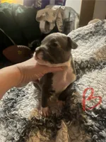 Pitbull puppies, a male Staffordshire Bull Terrier and American Pit Bull Terrier for sale in Arlington, TX – Photo 4 of 10