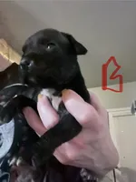 Pitbull puppies, a male Staffordshire Bull Terrier and American Pit Bull Terrier for sale in Arlington, TX – Photo 8 of 10