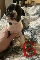 Pitbull puppies, a male Staffordshire Bull Terrier and American Pit Bull Terrier for sale in Arlington, TX – Photo 5 of 10