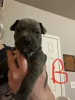 Pitbull puppies, a male Staffordshire Bull Terrier and American Pit Bull Terrier for sale in Arlington, TX – Photo 1 of 10