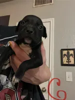 Pitbull puppies, a male Staffordshire Bull Terrier and American Pit Bull Terrier for sale in Arlington, TX – Photo 3 of 10