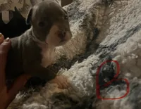 Pitbull puppies, a male Staffordshire Bull Terrier and American Pit Bull Terrier for sale in Arlington, TX – Photo 7 of 10