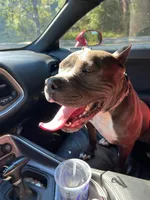 American Pitbull Terrier , a male American Pit Bull Terrier for sale in Arlington, TX – 9 of 10