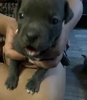 American pitbull puppy, a female American Pit Bull Terrier for sale in Arlington, TX – 3 of 6