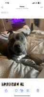 American Pitbull Terrier , a male American Pit Bull Terrier for sale in Arlington, TX – 8 of 10