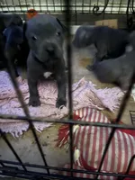 American Pitbull Terrier , a male American Pit Bull Terrier for sale in Arlington, TX – 4 of 8