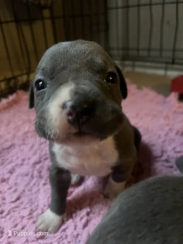 American Pitbull terrier  – American Pit Bull Terrier puppy for sale in Arlington, TX