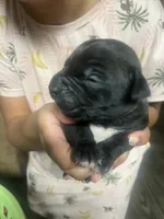 American Pitbull Terrier , a male American Pit Bull Terrier for sale in Arlington, TX – 7 of 8
