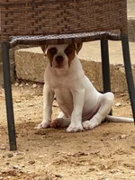 ChubbyChubbs, a male American Bulldog for sale in Tolar, TX – 3 of 3