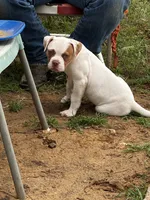 ChubbyChubbs, a male American Bulldog for sale in Tolar, TX – 2 of 3
