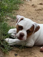 ChubbyChubbs, a male American Bulldog for sale in Tolar, TX – 1 of 3