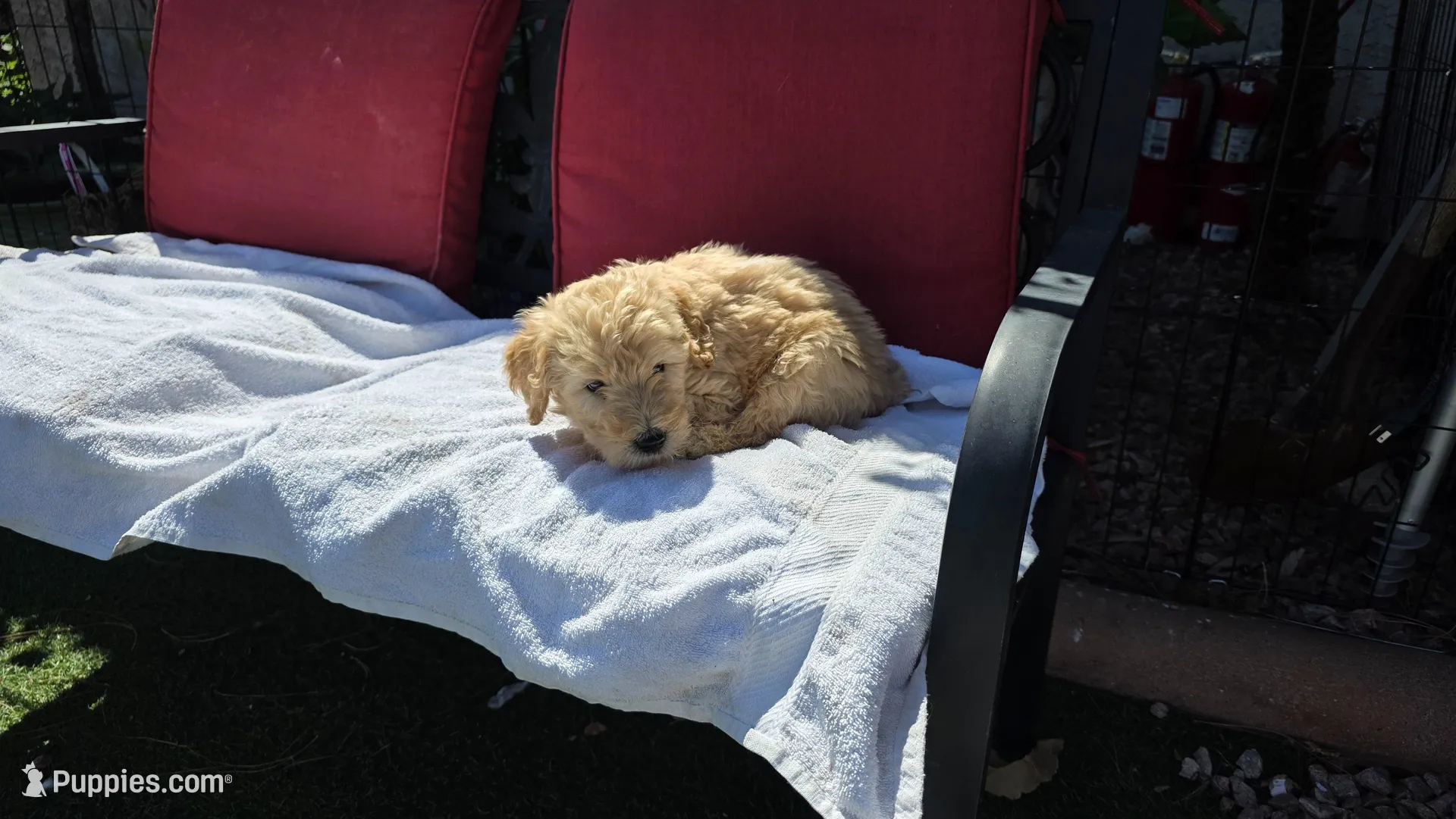 Bruno, a male Goldendoodle and Poodle - Standard  for sale in Phoenix, AZ – Photo 2 of 2