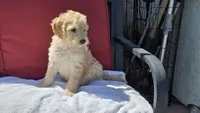 Lola, a female Goldendoodle and Poodle - Standard  for sale in Phoenix, AZ – Photo 2 of 2