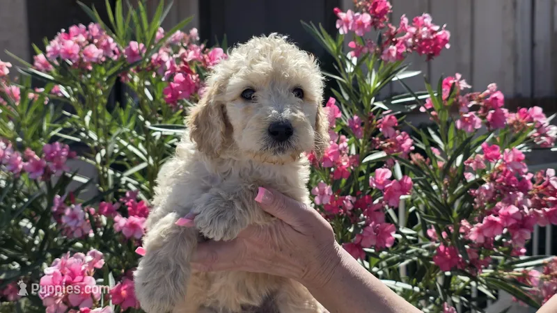 Lola – Goldendoodle, Poodle - Standard  puppy for sale in Phoenix, AZ