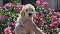 Lola, a female Goldendoodle and Poodle - Standard  for sale in Phoenix, AZ – Photo 1 of 2