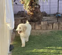 Rocco, a male Goldendoodle and Poodle - Standard  for sale in Phoenix, AZ – 3 of 4