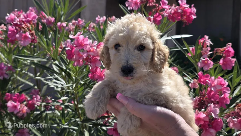 Lilly – Goldendoodle, Poodle - Standard  puppy for sale in Phoenix, AZ