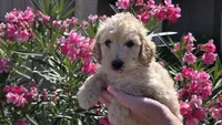 Lilly, a female Goldendoodle and Poodle - Standard  for sale in Phoenix, AZ – Photo 1 of 2