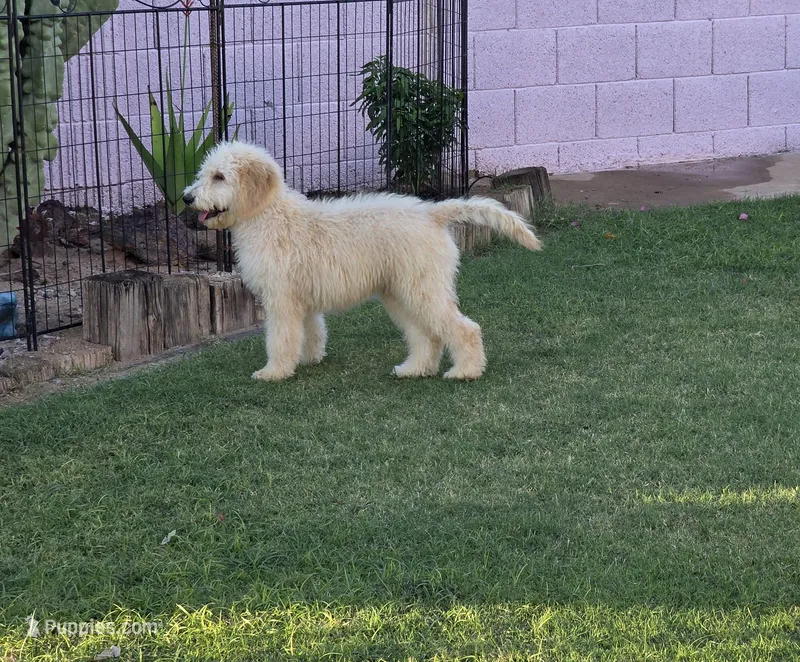 Rocco – Goldendoodle, Poodle - Standard  puppy for sale in Phoenix, AZ