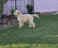 Rocco, a male Goldendoodle and Poodle - Standard  for sale in Phoenix, AZ – 1 of 4