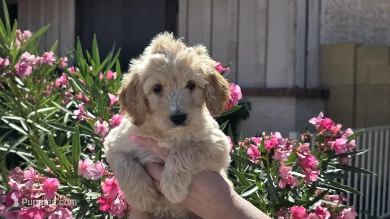 Max – Goldendoodle, Poodle - Standard  puppy for sale in Phoenix, AZ