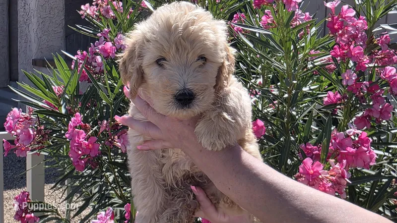 Bruno – Goldendoodle, Poodle - Standard  puppy for sale in Phoenix, AZ