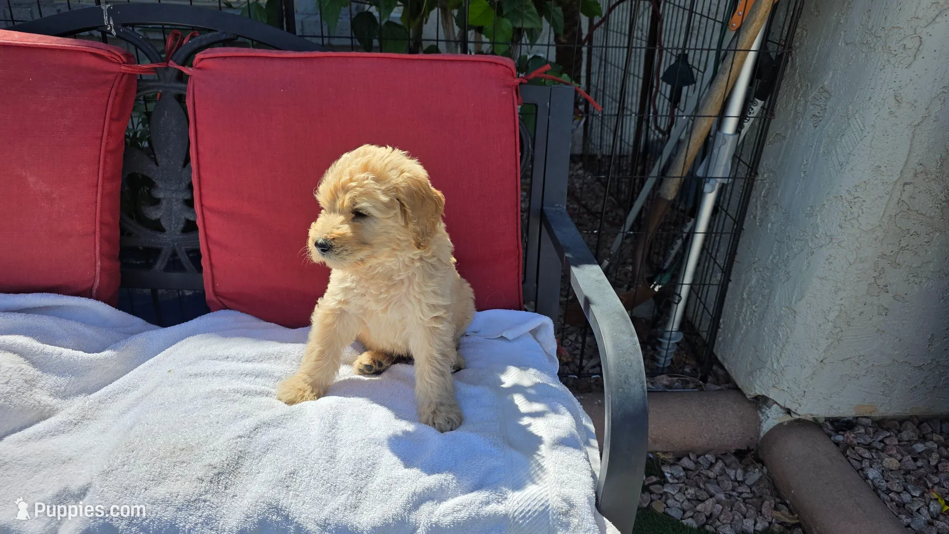 Lilly, a female Goldendoodle and Poodle - Standard  for sale in Phoenix, AZ – Photo 2 of 2